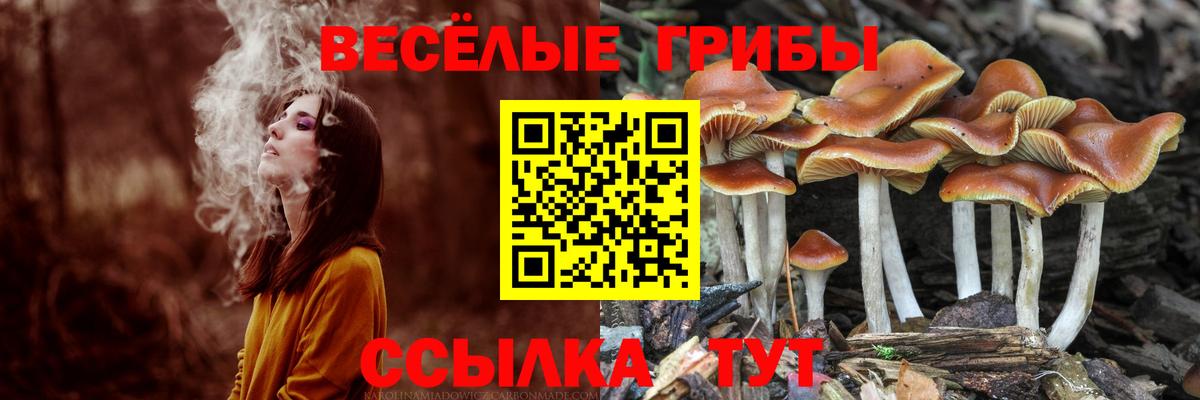 Корсаков  Галлюциногенные грибы Psilocybine cubensis  закладка  Вход с VPN 